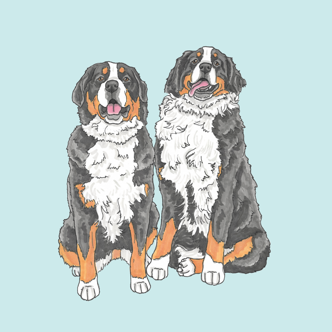 Pet Portrait Illustration