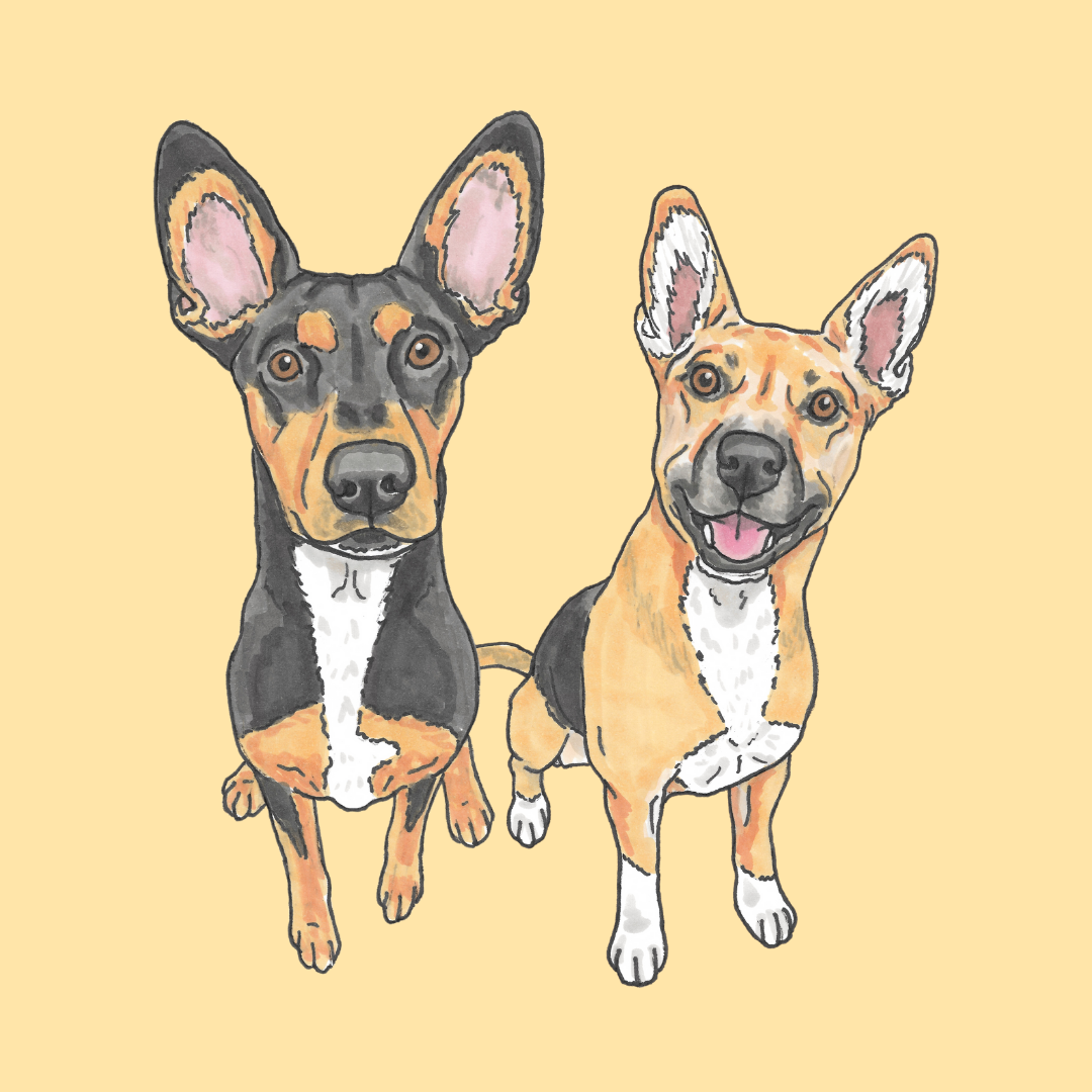 Pet Portrait Illustration