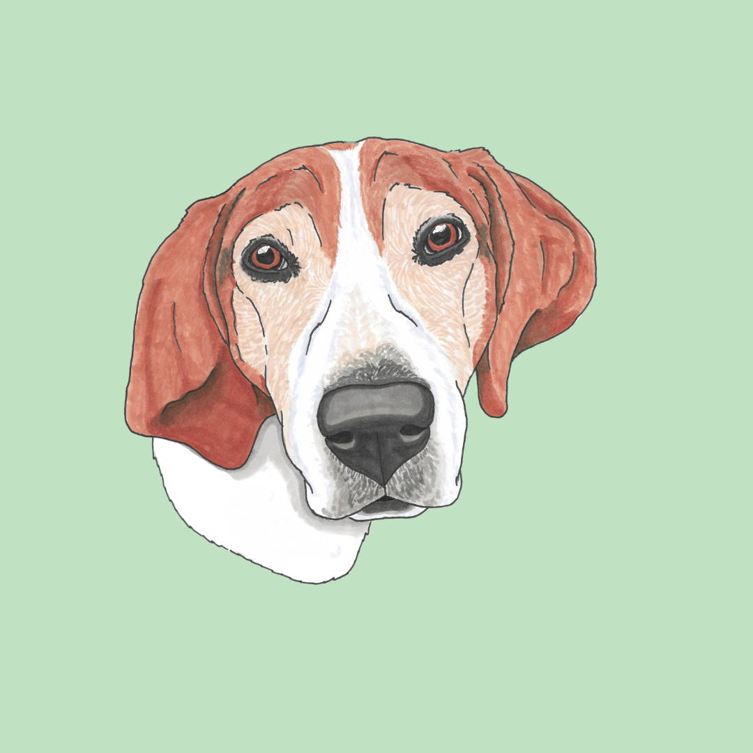 Pet Portrait Illustration - Headshot
