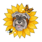 Sunflower Snoot